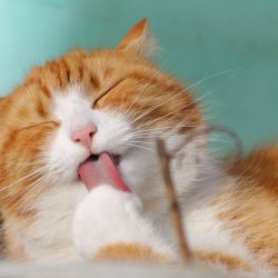konsept kedi 3